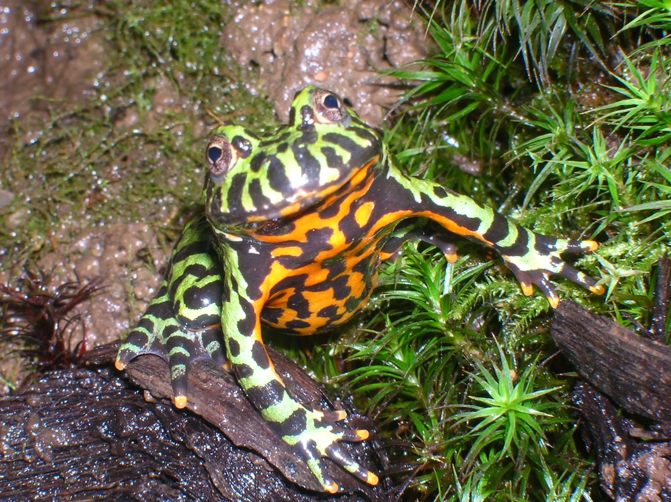 ranas compatibles con bombina - Cuáles son las especies de ranas