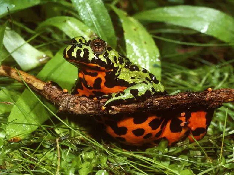 cuidados bombinas orientalis - Cuáles son las necesidades de las ranas