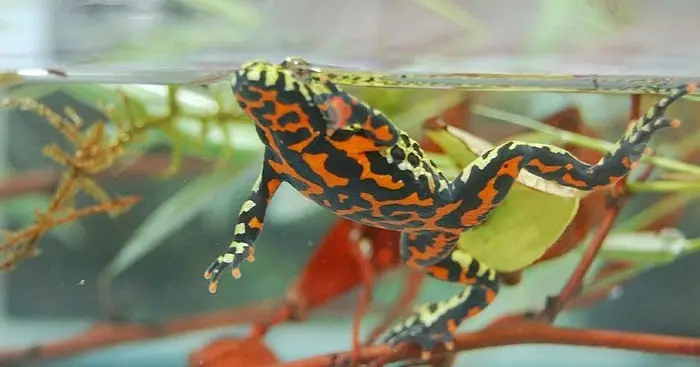 bombina orientalis tamaño - Cuántos dedos tiene una rana