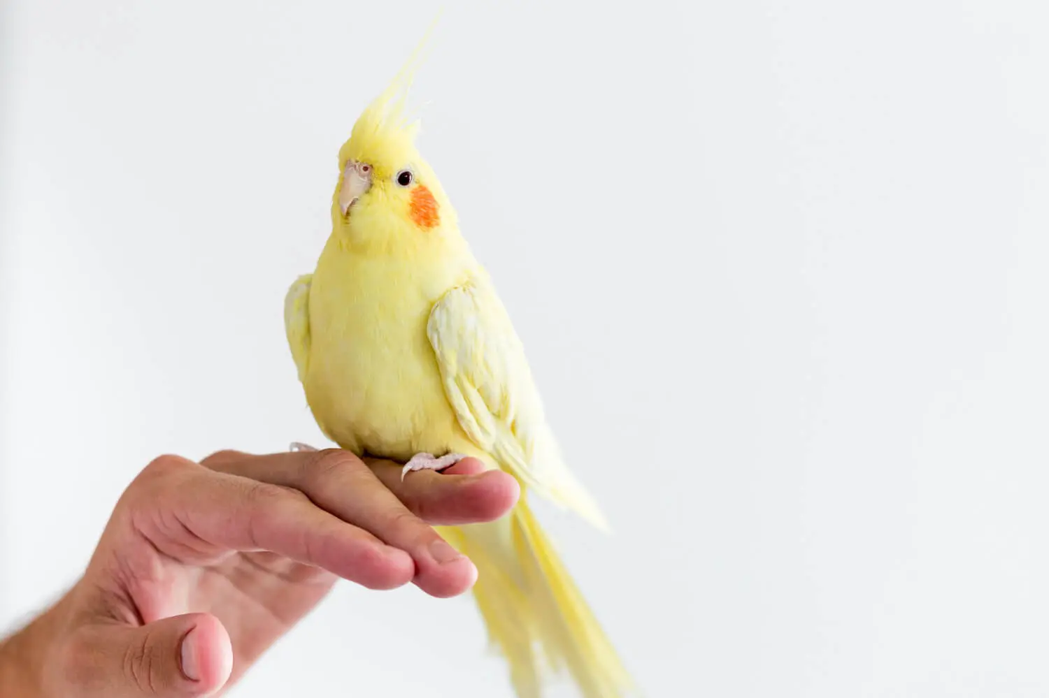 seguro para puertas de jaula de aves - Dónde colocar jaula pájaro