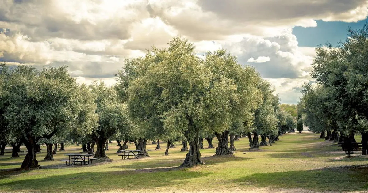 almazara la puerta de segura - Dónde se produce el mejor aceite de oliva en España