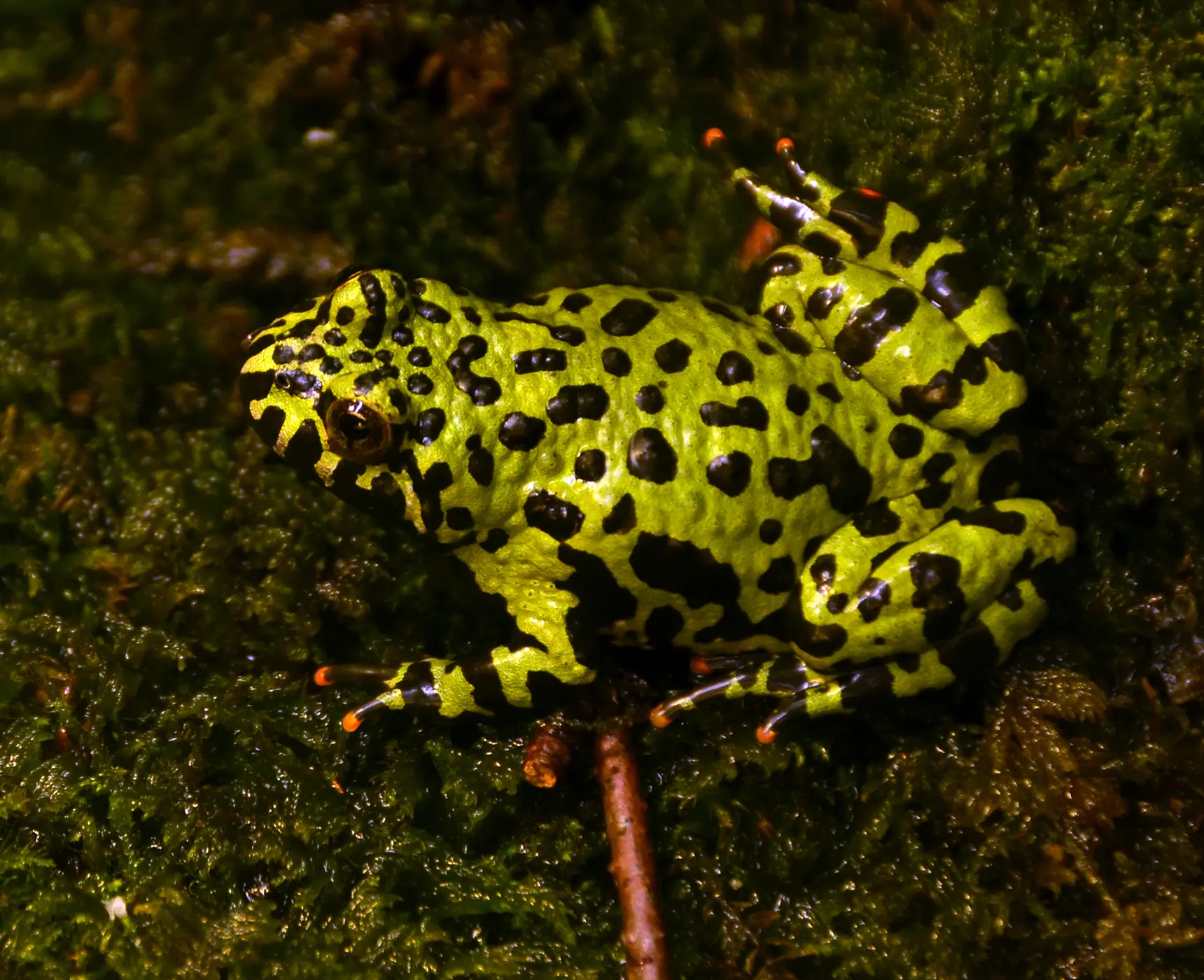 bombinas orientalis - Qué comen las ranas Bombinas