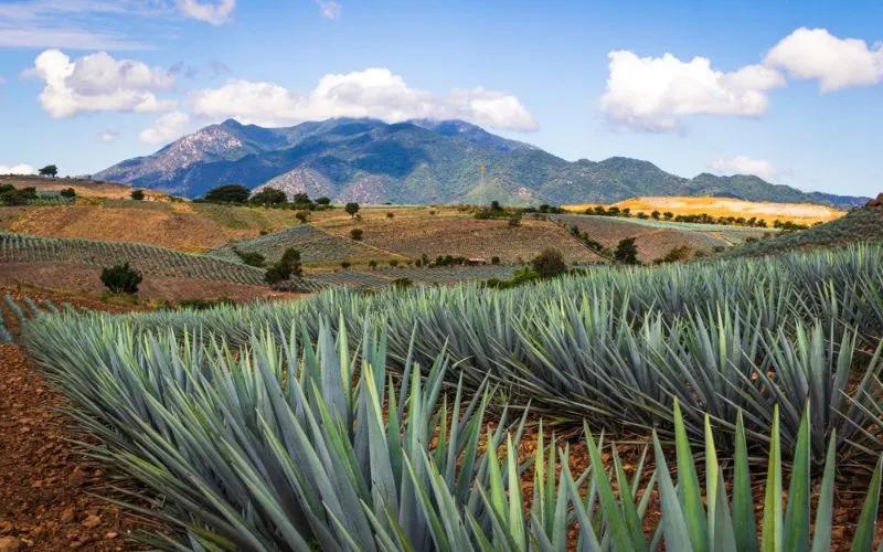 es seguro puerto vallarta - Qué tan seguro es viajar a Jalisco